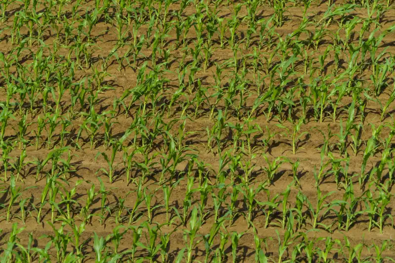 腊味香肠加工中原料肉选择与风味稳定性技术解析