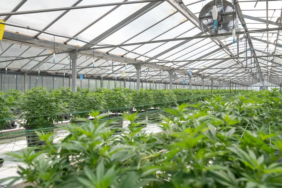 香肠腊肉风味差异对比：传统土特产与工业化加工的平衡